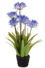 Agapanthus (Afrikaanse lelie) 80cm